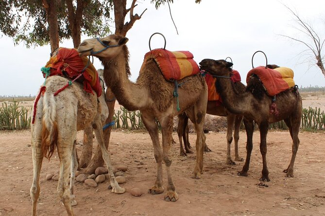 1-Hour Camel Ride and 1-Hour Quad Bike Ride in Marrakech. - Mint Tea and the Human Touch: Why the Small Group Feels Better