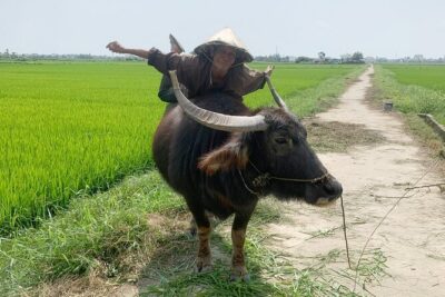 3 Hours Hoi An Countryside Bicycle Tour - Mr. Quy’s Country-Road Style: Safety, Pace, and Clear Explanations