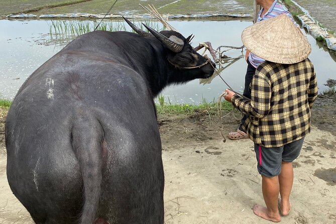 5-Hour Discovery Countryside by Cycling, Buffalo and Basket Boat - Joining local farmers: from ploughing prep to planting baby rice