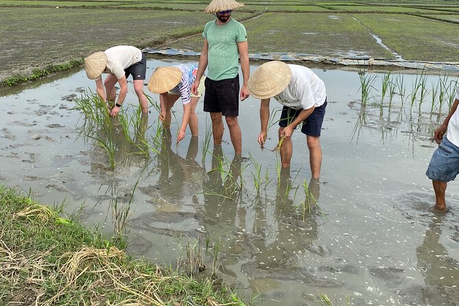 5-Hour Discovery Countryside by Cycling, Buffalo and Basket Boat - Water buffalo time: riding and feeding (yes, they’re usually calm)