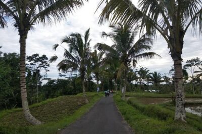 Bali Amazing Cycling Tour - Downhill cycling through villages, paddies, and temple life