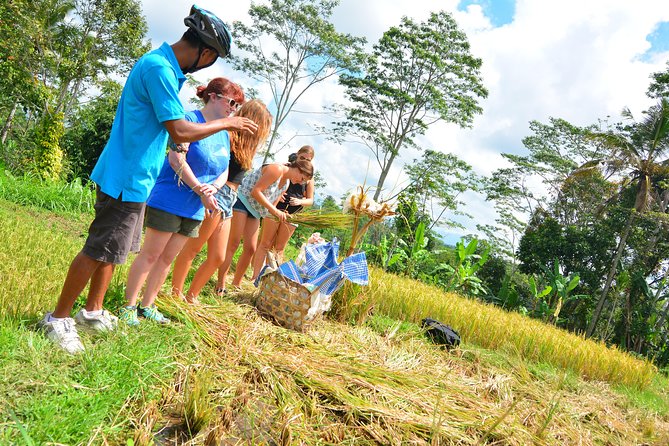 Bali Countryside Cycling Tours - Bike quality, group size, and your comfort level