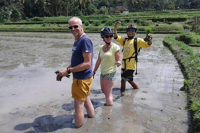 Bike ride in the rice fields, Bali countryside - Rice fields, farmers, and the mountain view behind the terraces
