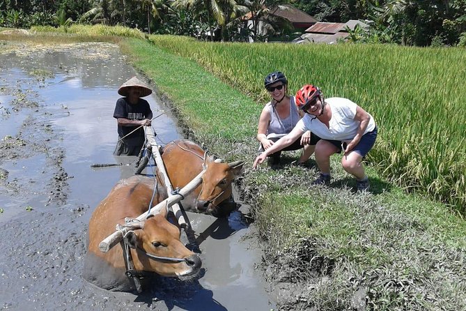 Bike ride in the rice fields, Bali countryside - Lunch over rice and a river: where the tour ends on real views