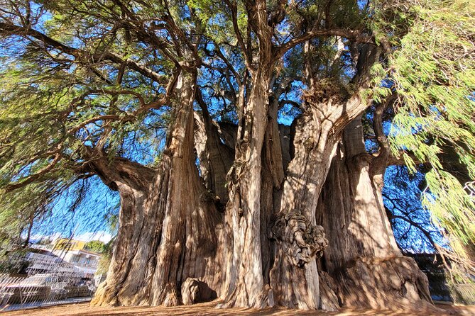 Bike Ride to the Largest Tree in the World - Stop 1 in Oaxaca: Gear up, then pedal on easy lanes
