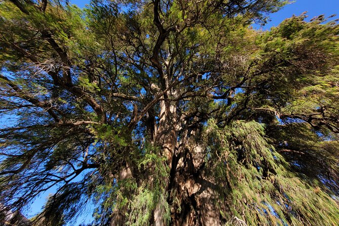 Bike Ride to the Largest Tree in the World - Stop 3 at Palacio Municipal: Market browsing and square time