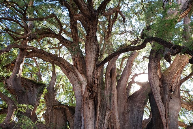 Bike Ride to the Largest Tree in the World - Price and value for a guided, admission-included bike day