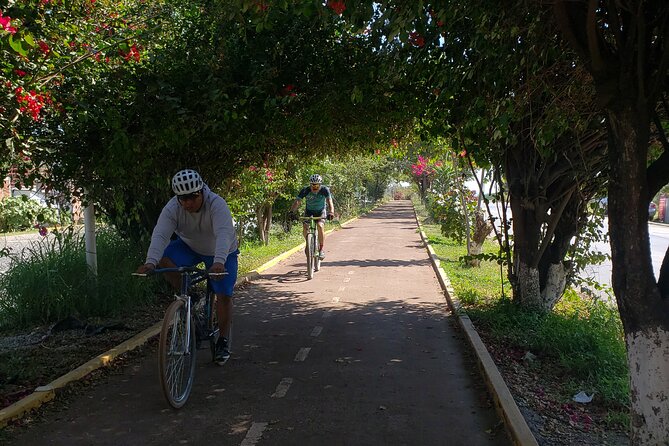 Bike Ride to the Largest Tree in the World - Who should book (and who should skip)