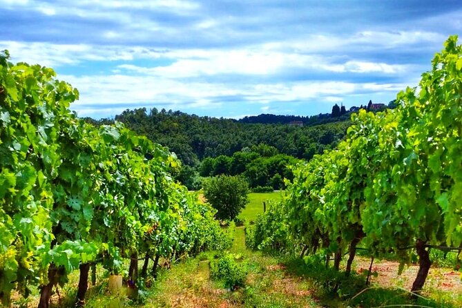 Bike Ride & WIne Tasting - Why this bike-and-wine day works so well in Lucca