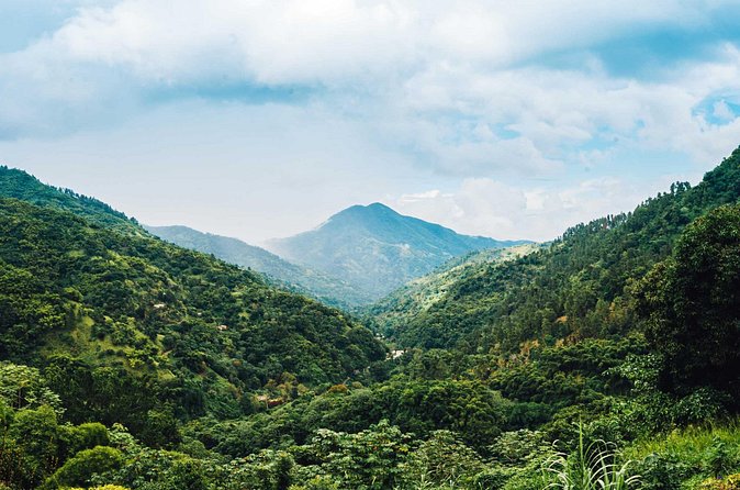 Blue Mountain Bicycle Tour - Wildlife spotting and the late lunch that keeps the day moving