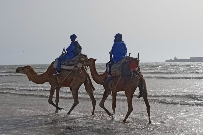 Camel ride or quad bike ride.. pick up, drop off. including - Ocean Vagabond pickup and staying together in a group of 20