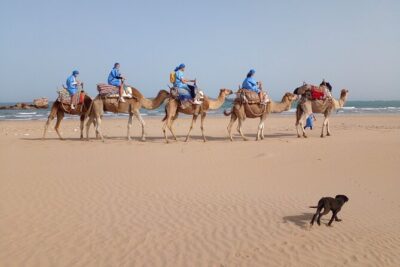 Camel ride or quad bike ride.. pick up, drop off. including - The Portuguese fort stop: a 15th-century photo moment that isn’t tiring