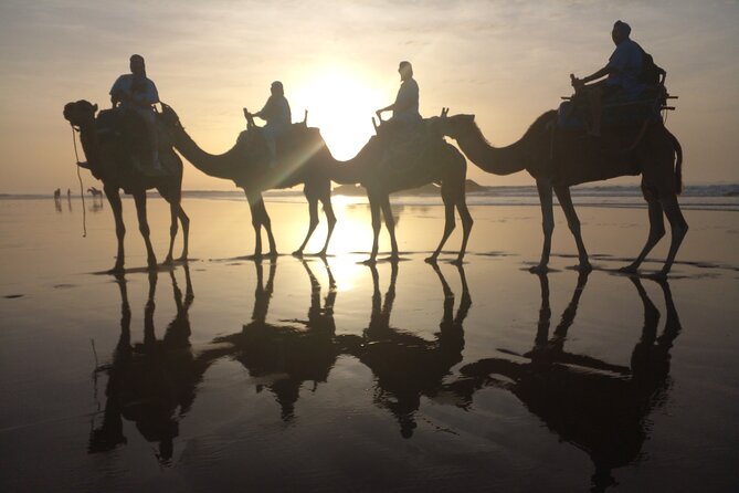 Camel ride or quad bike ride.. pick up, drop off. including - Price and value: why $22.10 can feel fair