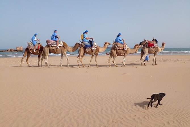 Camel ride or quad bike ride.. pick up, drop off. including - The Portuguese fort stop: a 15th-century photo moment that isn’t tiring