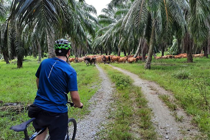 Countryside Cycling Tour. T1.0 by Matahari - Pedaling through Balik Palau and western Penang: What you’ll see
