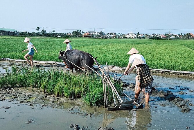 Cycling, Buffalo, Basket Boat ride in Hoi An - Food on the Schedule: Lunch and Dinner at Local Places