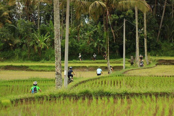 Downhill Cycling Ubud with Volcano, Rice Terrace and Educational - The educational part: Balinese culture at a family compound