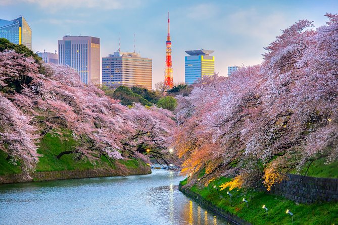 [electric bicycle tour]: 6-hour travel course by electric bicycle Asakusa, Ueno Park, Edo-Tokyo Museum, and Sky Tree. (There is a support car.) - Bicycles, safety, and the support-car backup plan
