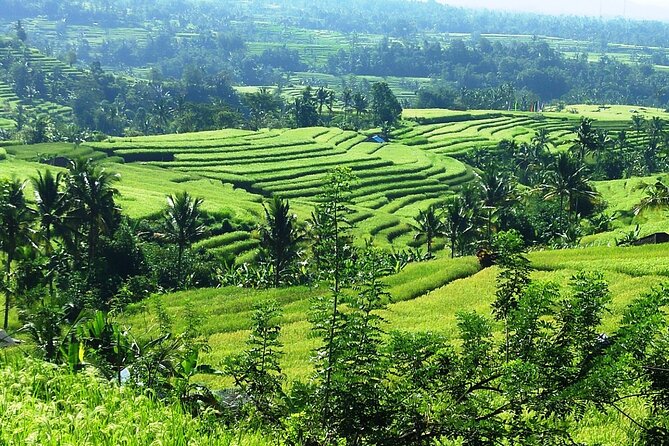 Electric bicycle tour in Jatiluwih UNESCO site - Lunch in the countryside: traditional nasi campur and a calm reset