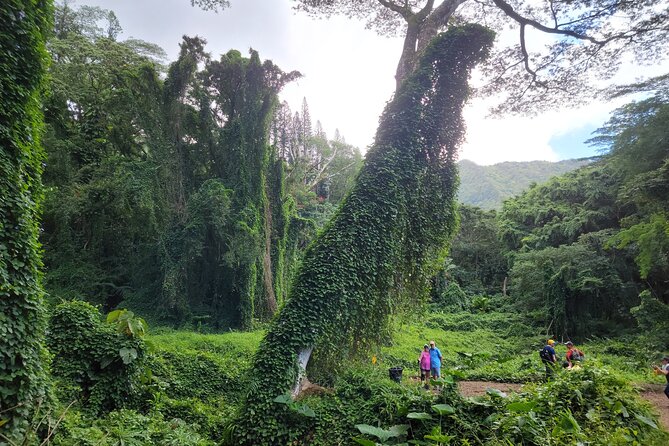 Electric Bike Ride & Manoa Falls Hike Tour - Waikiki Start: Training, Safety, and Getting Comfortable Fast