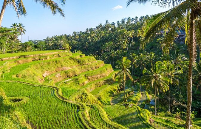 Electric Cycling Tour of Ubud with Free Hotel Transfer and Lunch - Key Highlights Worth Wading Into