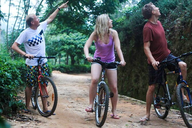 Ella Cycling Experience in Ella - The Bike Setup: Road Bikes, Gears, and Fit for Taller Riders