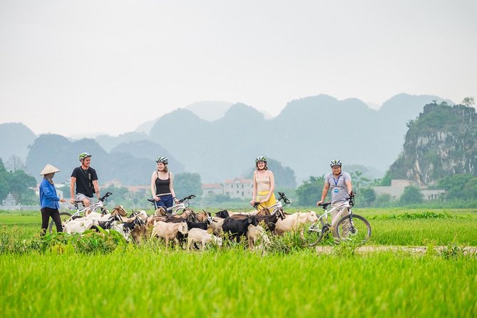 From Hanoi: Hoa Lu - Tam Coc boating - Cycling & Mua Cave visit - Key Points I’d Focus On