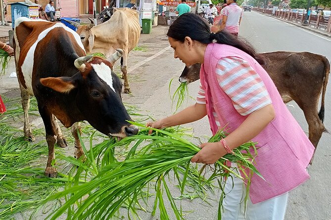 Guided Morning Bicycle Tour with Food Tasting in Jaipur - The food and drink plan: tea, snacks, and Kullhad lassi payoff