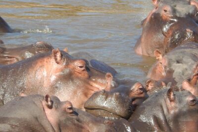 Hells Gate Cycling park & Lake Naivasha Boat tour - Cycling Hell’s Gate National Park: wildlife time plus options for your comfort level