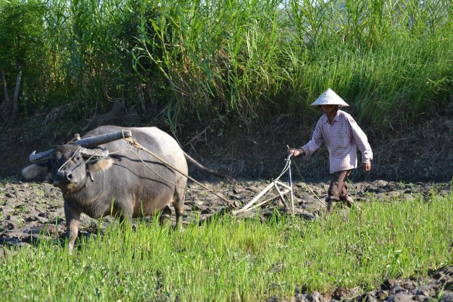 Hoi An Countryside Bicycle Tour : 25 Km Real Vietnam - Rice paddies, small bridges, and village paths