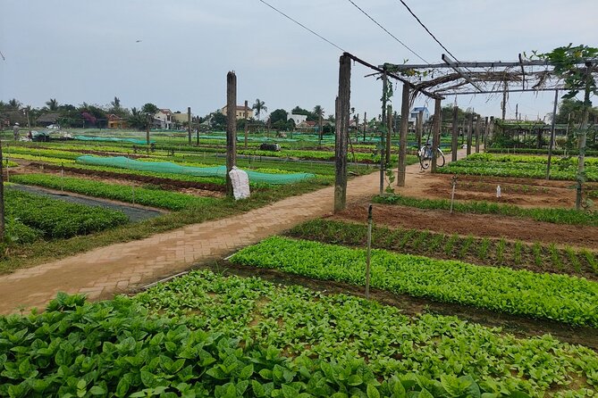Hoi An Half-Day Bicycle Tour: Visit Herb Village, Row Basket Boat - The water buffalo ride: fun, but keep it practical
