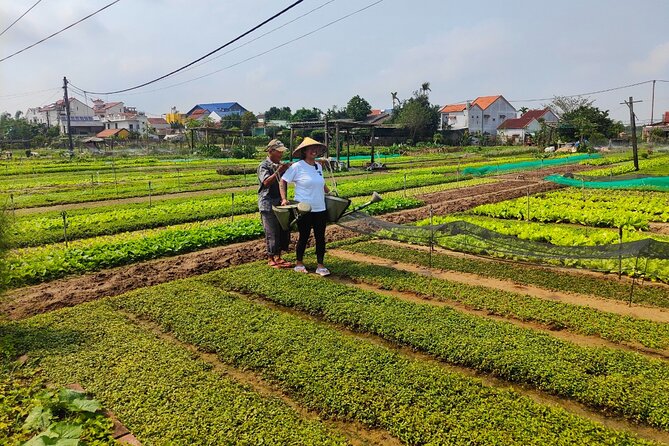 Hoi An Half-Day Bicycle Tour: Visit Herb Village, Row Basket Boat - Shrimp farms, rice paddies, and wildlife photo moments