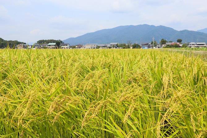 Japan's Rural Life & Nature: Private Half Day Cycling Near Kyoto - Lake Biwa or Hikone Castle: A Smart Optional Extra
