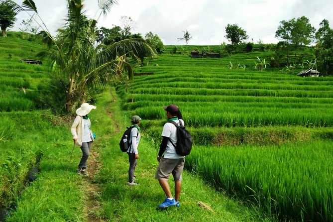 Jatiluwih full day e-bike cycling with lunch & trekking program - Value Check: Is $88 Reasonable for This Mix of Bike + Trek + Lunch?