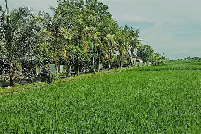Kaba Kaba Reason for Harmony Cycling - The cycling segment: quiet country lanes, ancestral sites, and rice fields with mountain views