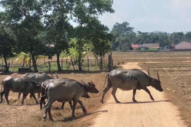 Koh Yao Noi Cycling and Beach - What’s included (and why it affects your experience)