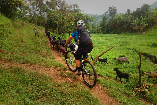 Lake Victoria Island Cycling Tour from Kampala - Bike Rental, Gear, and the Small Things That Make It Smooth