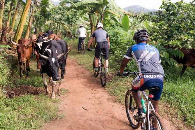 Lake Victoria Island Cycling Tour from Kampala - Price and Value: What $62.23 Covers (and What It Doesn’t)