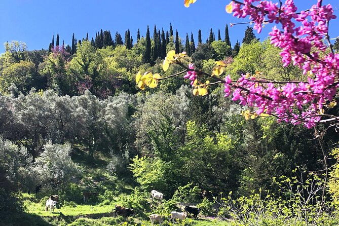 Lefkada: Mountain Gems Electric Fat Bicycle Tour & Tasting - Mountain Village Stops: Egklouvi and Vafkeri for Shade and Views