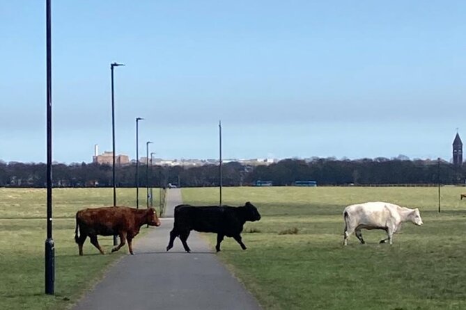 Newcastle Cycling Tour - Town Moor: Cows, City Views, and a Stadium-Lined Break