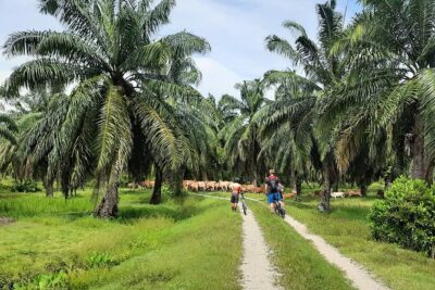 Penang Countryside Cycling Tour. PPA2 by Matahari - From Balik Pulau to Waterway Paths and a Goat Farm Stop