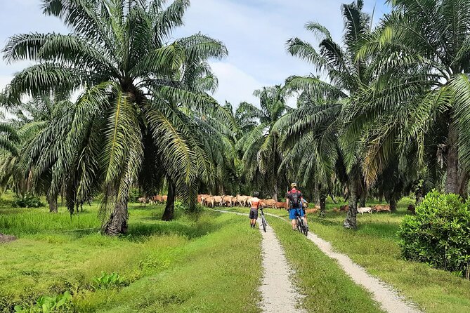 Penang Countryside Cycling Tour. PPA2 by Matahari - From Balik Pulau to Waterway Paths and a Goat Farm Stop