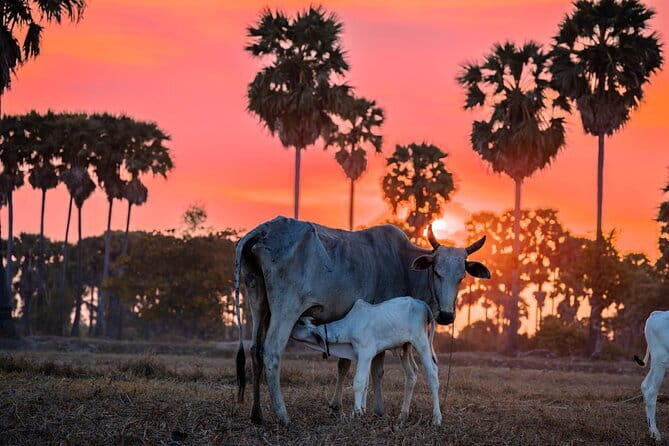 Phnom Krom for Sunset Cycling Tour - Lotus Farm: how lotus fiber becomes something you can touch