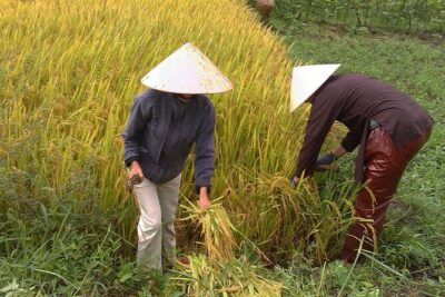 Private Cycling Tour in Rural Hue with Farming Experience - Thanh Toàn Museum: Wet Rice Culture, Temples, and Mosaic Details