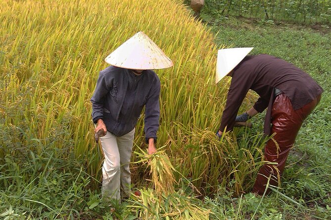 Private Cycling Tour in Rural Hue with Farming Experience - Thanh Toàn Museum: Wet Rice Culture, Temples, and Mosaic Details