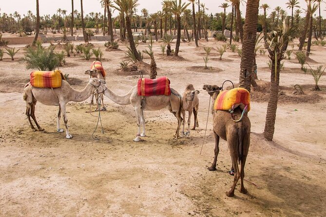 Quad bike ride palm grove Desert of Marrakech mountain bike - Key Highlights You Should Care About