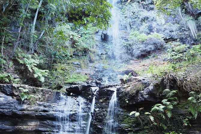 Self Guided Electric Bicycle Tour of Bundanoon - Glow Worm Glen: how glow worms light up the night