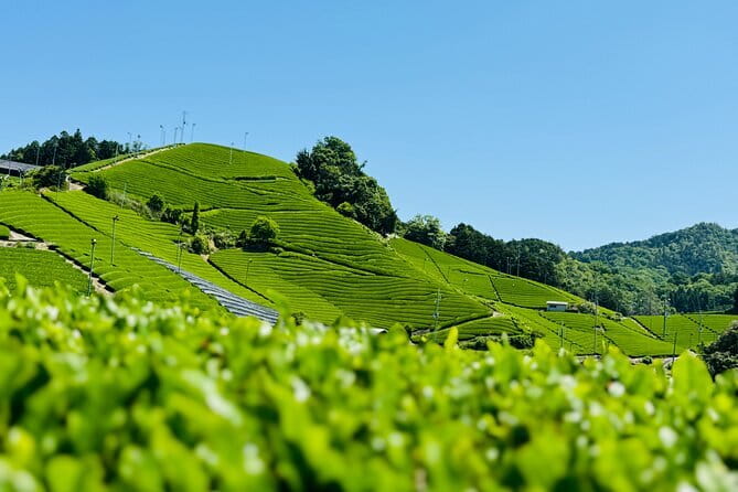 Slow Cycling Tour at Uji's Matcha Green Tea Fields and Heritage - Pace, comfort, and what a 4.5-hour slow ride feels like