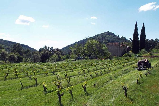 The Grape Escape! Cycling in Beautiful Scenery with Wine Tasting - How a Downhill Bike Ride Becomes a Montsant Wine Day