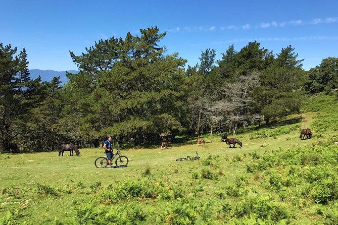 The Train Track Trail Mountain Bike Ride - Private experience - Price and value: is € worth it for a private 4.5 hours?
